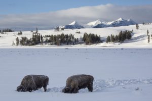 00-20170117_Wyoming_Yellowstone_Bison