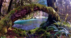 2014_06_Rainforest-2-Medium.jpg